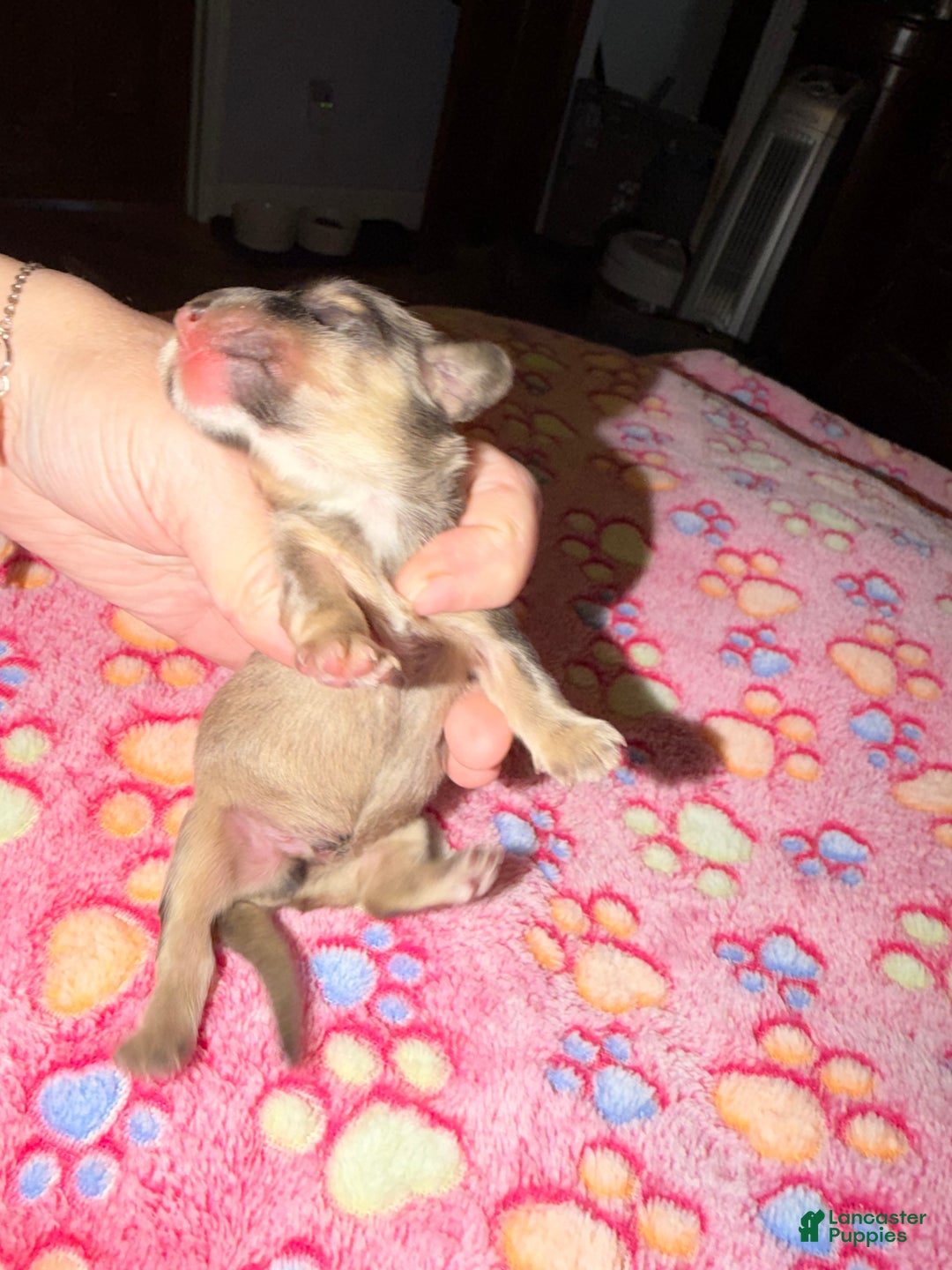 Miniature Dachshund dogs for sale: Cream - Ad 4