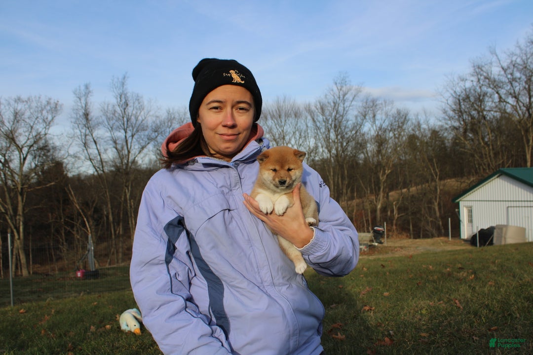 Shiba Inu dogs for sale: Tinsel - Ad 11