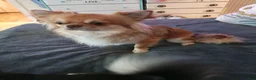 Chihuahua dogs for sale: Chihuahua 1 - Ad 3