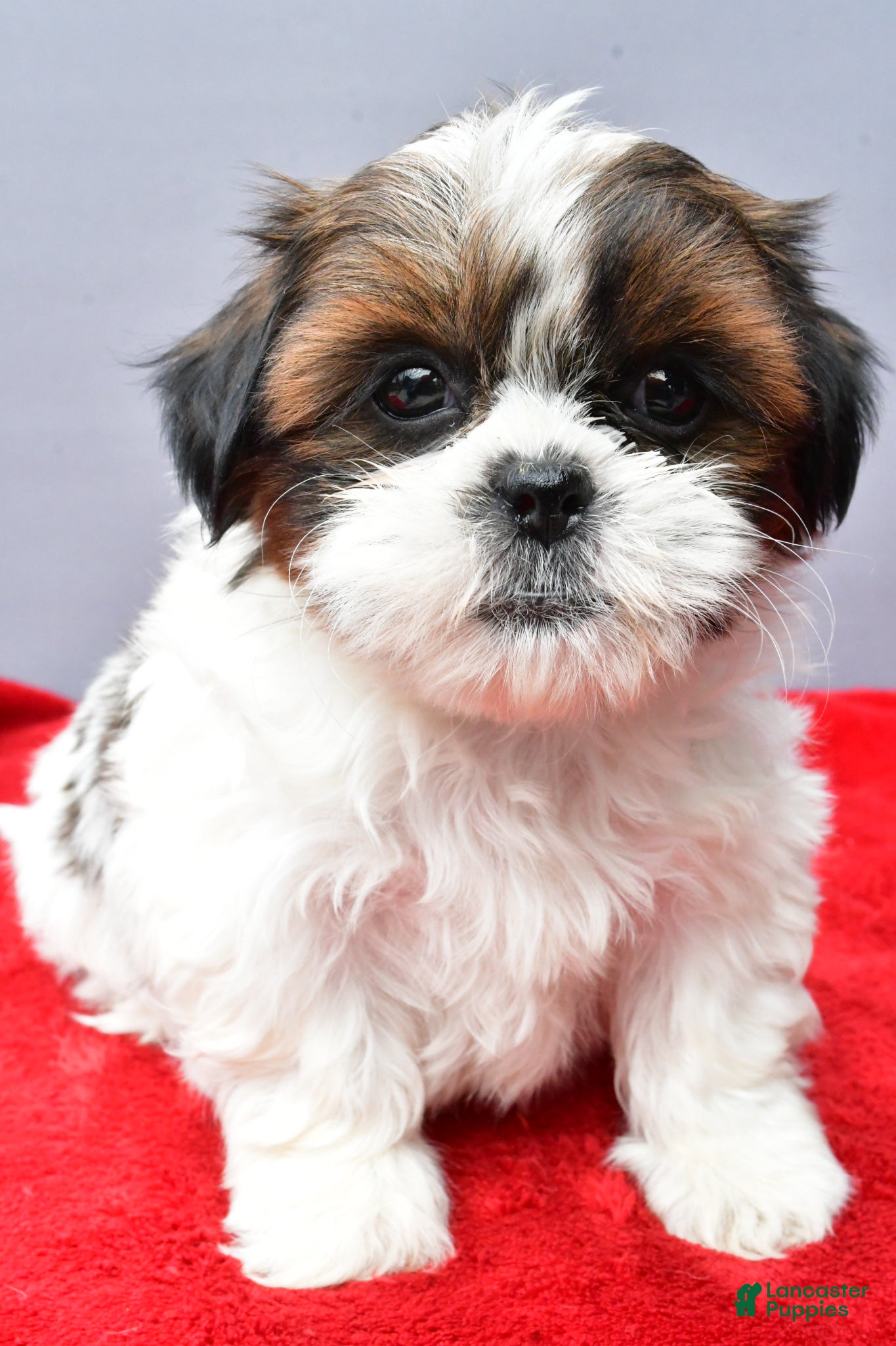 Shih Tzu dogs Sallie - Ad 2