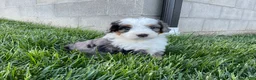 Mini Bernedoodle dogs for sale: Clara - Ad 1