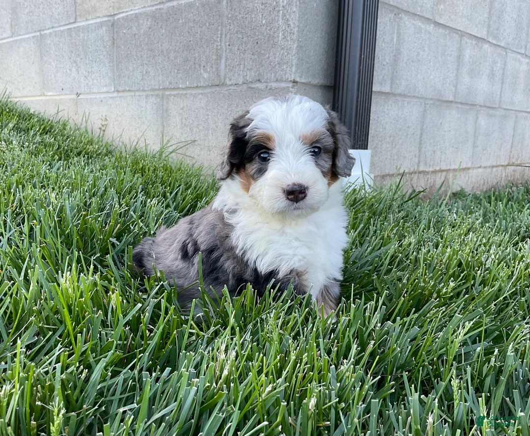 Mini Bernedoodle dogs for sale: Clara - Ad 1