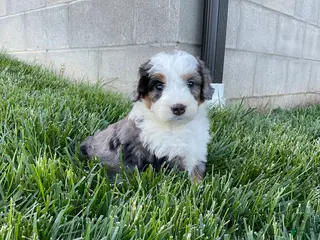Mini Bernedoodle dogs for sale: Clara - Ad 2