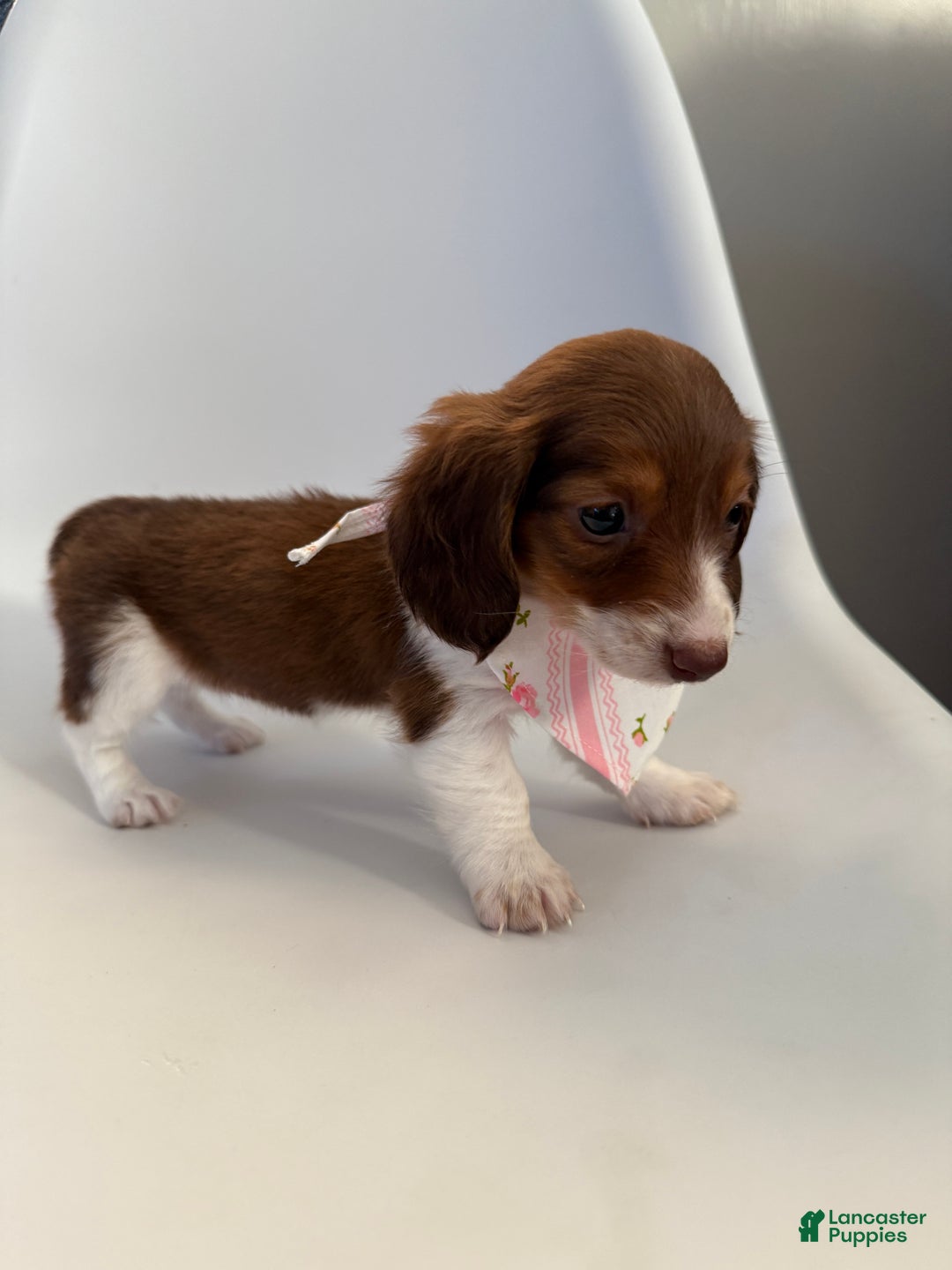 Miniature Dachshund dogs for sale: Lady - Ad 9