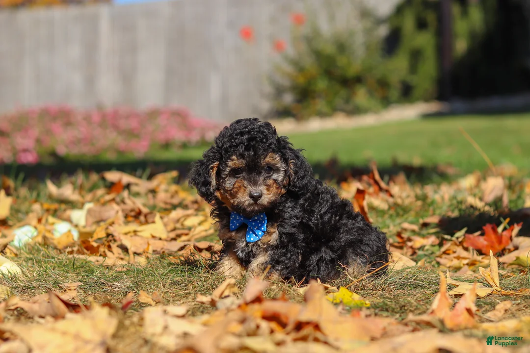Miniature Poodle dogs for sale: Rambo 🐾 - Ad 2