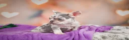 French Bulldog dogs for sale: Sammie - Ad 6