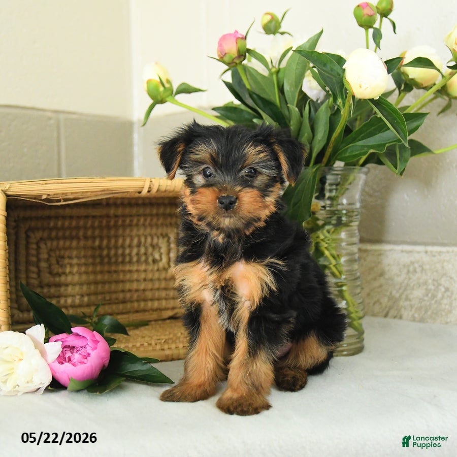 Yorkshire Terrier dogs Echo - Ad 2