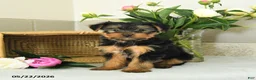 Yorkshire Terrier dogs for sale: Echo - Ad 2