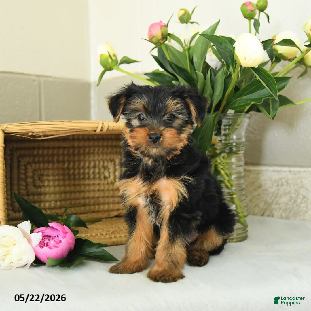 Yorkshire Terrier dogs for sale: Echo - Ad 2