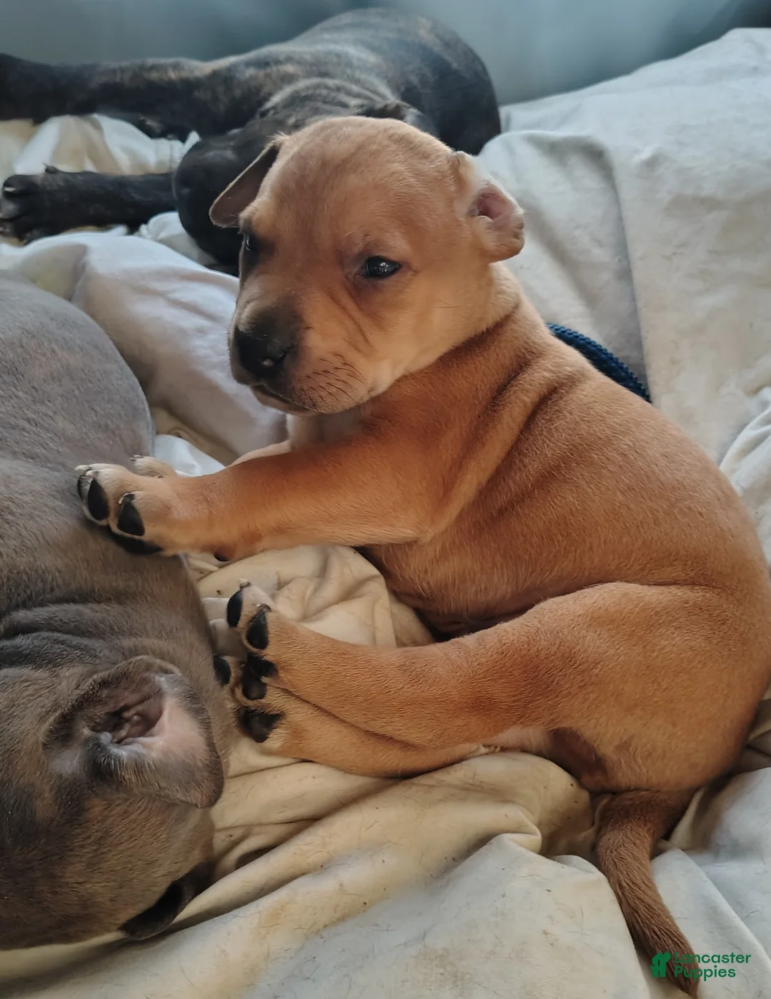 Mixed Breed dogs for sale: Squeaks  - Ad 1