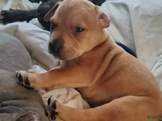 Mixed Breed dogs Squeaks - Ad 7