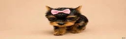 Yorkshire Terrier dogs for sale: Sally - Ad 2
