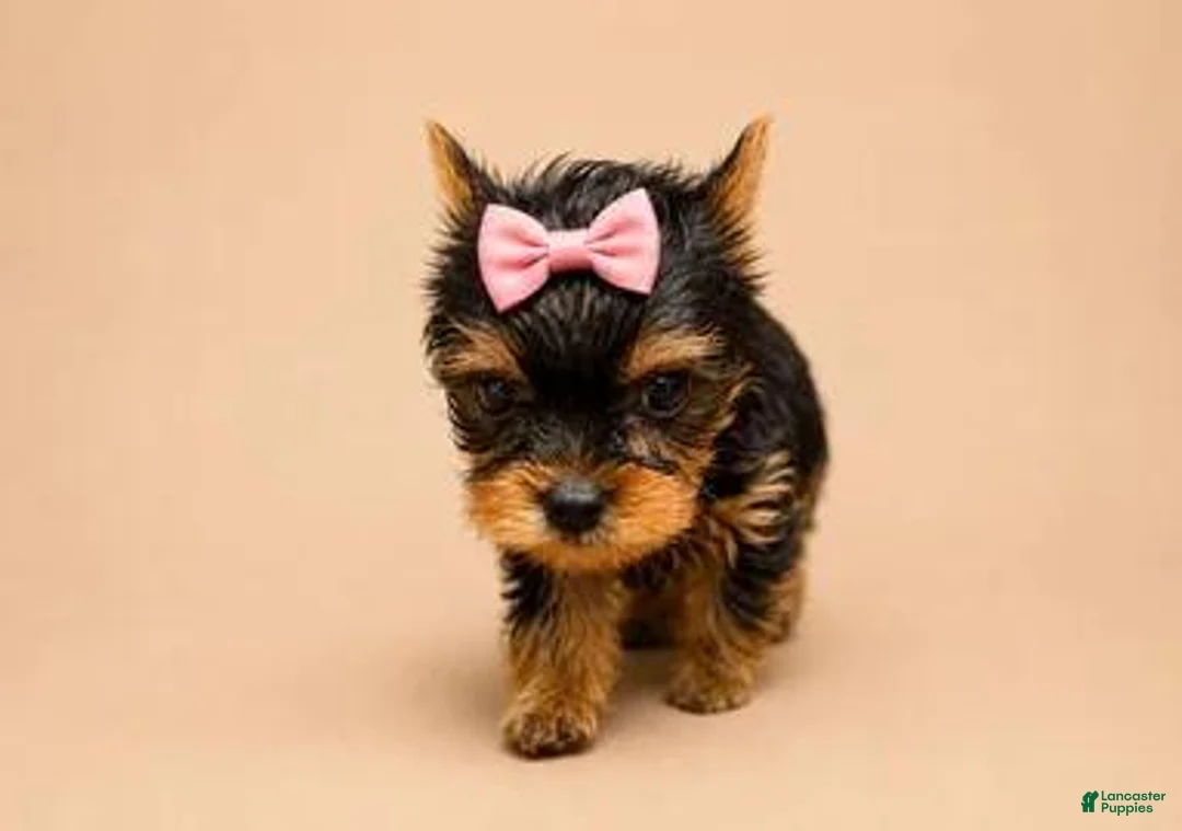 Yorkshire Terrier dogs for sale: Sally - Ad 2
