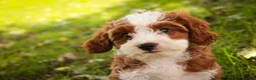 Cavapoo dogs for sale: Bella Cavapoo  - Ad 6