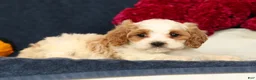 Cavapoo dogs for sale: Penelope - Ad 4
