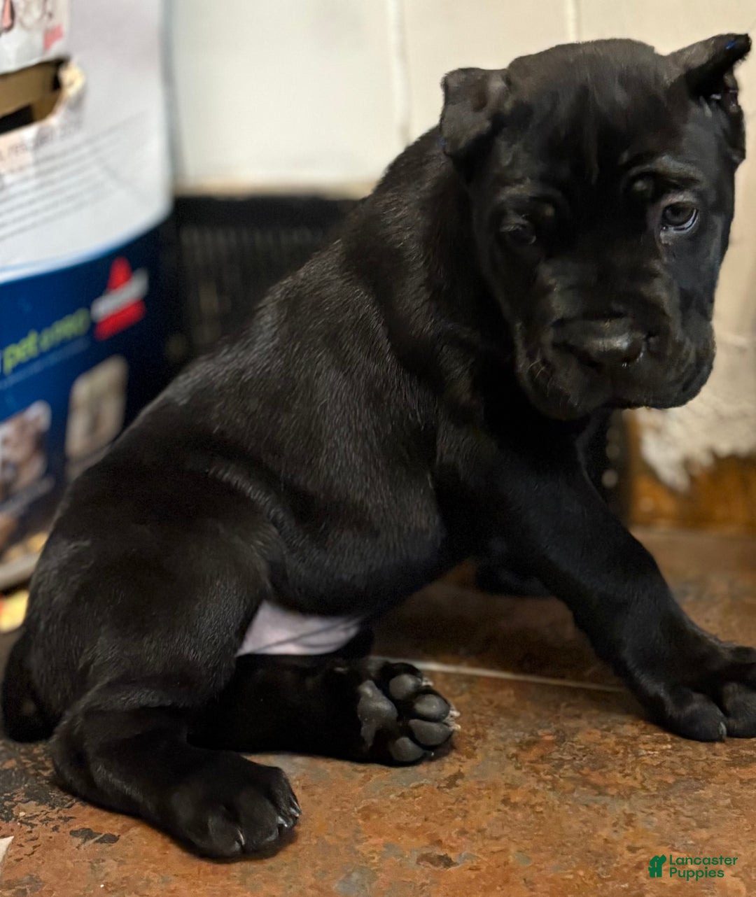 Cane Corso dogs for sale: DaVina - Ad 1