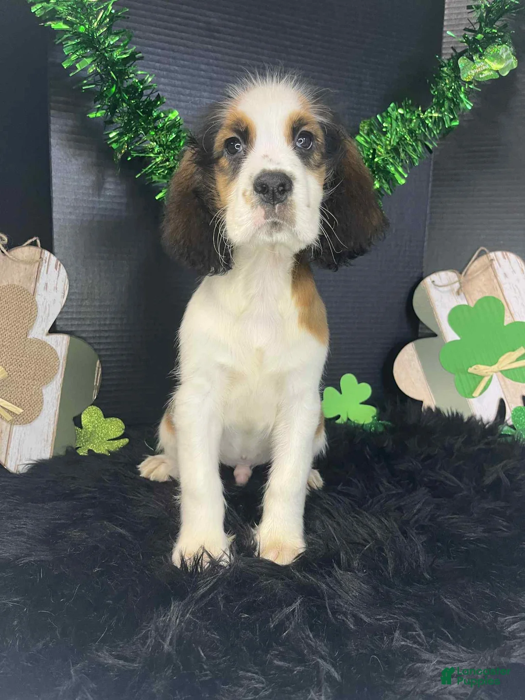 English Springer Spaniel dogs for sale: Seth - Ad 4
