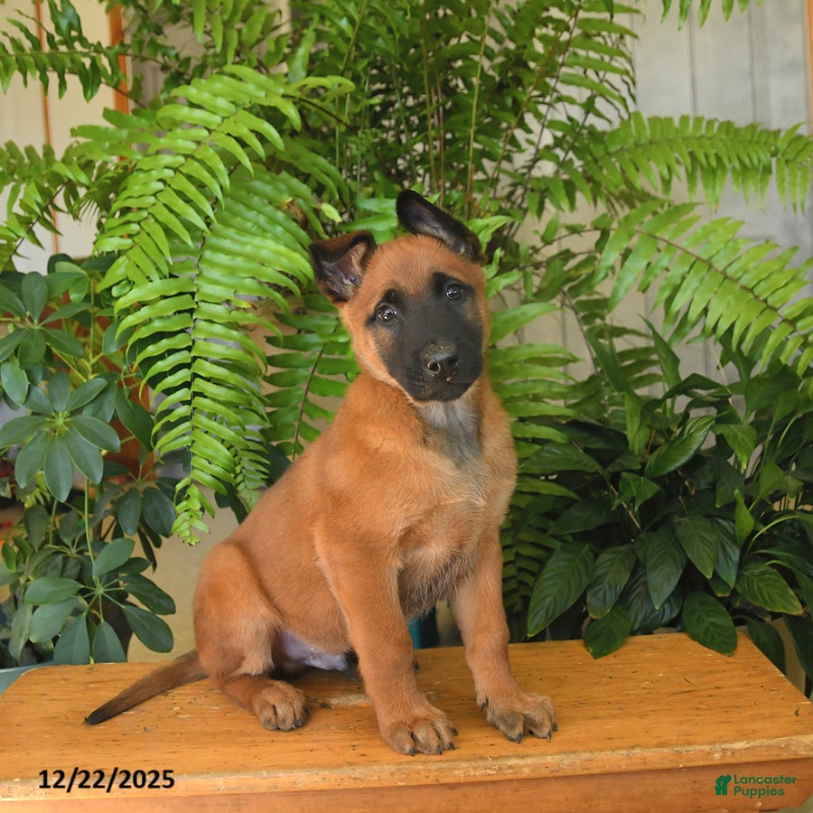 Belgian Malinois dogs Blueberry - Ad 13