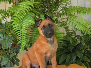 Belgian Malinois dogs Blueberry - Ad 13