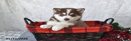 Pomsky dogs for sale: Alex - Ad 2