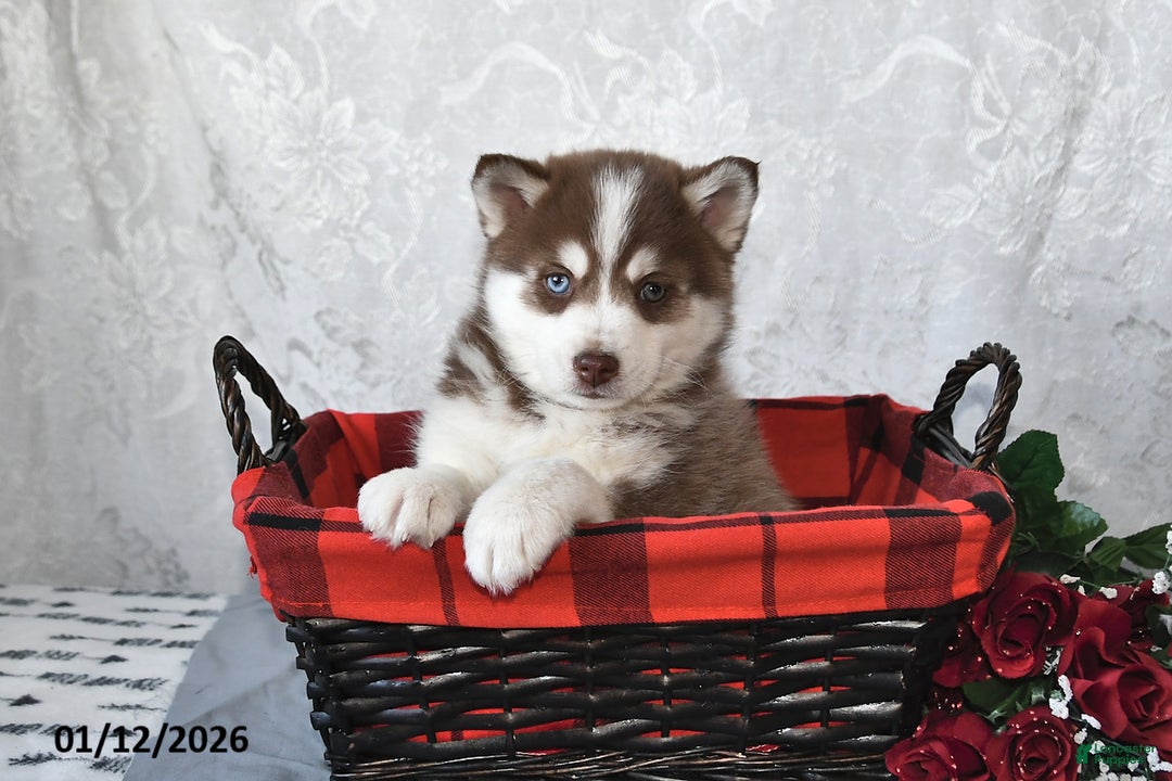 Pomsky dogs for sale: Alex - Ad 2