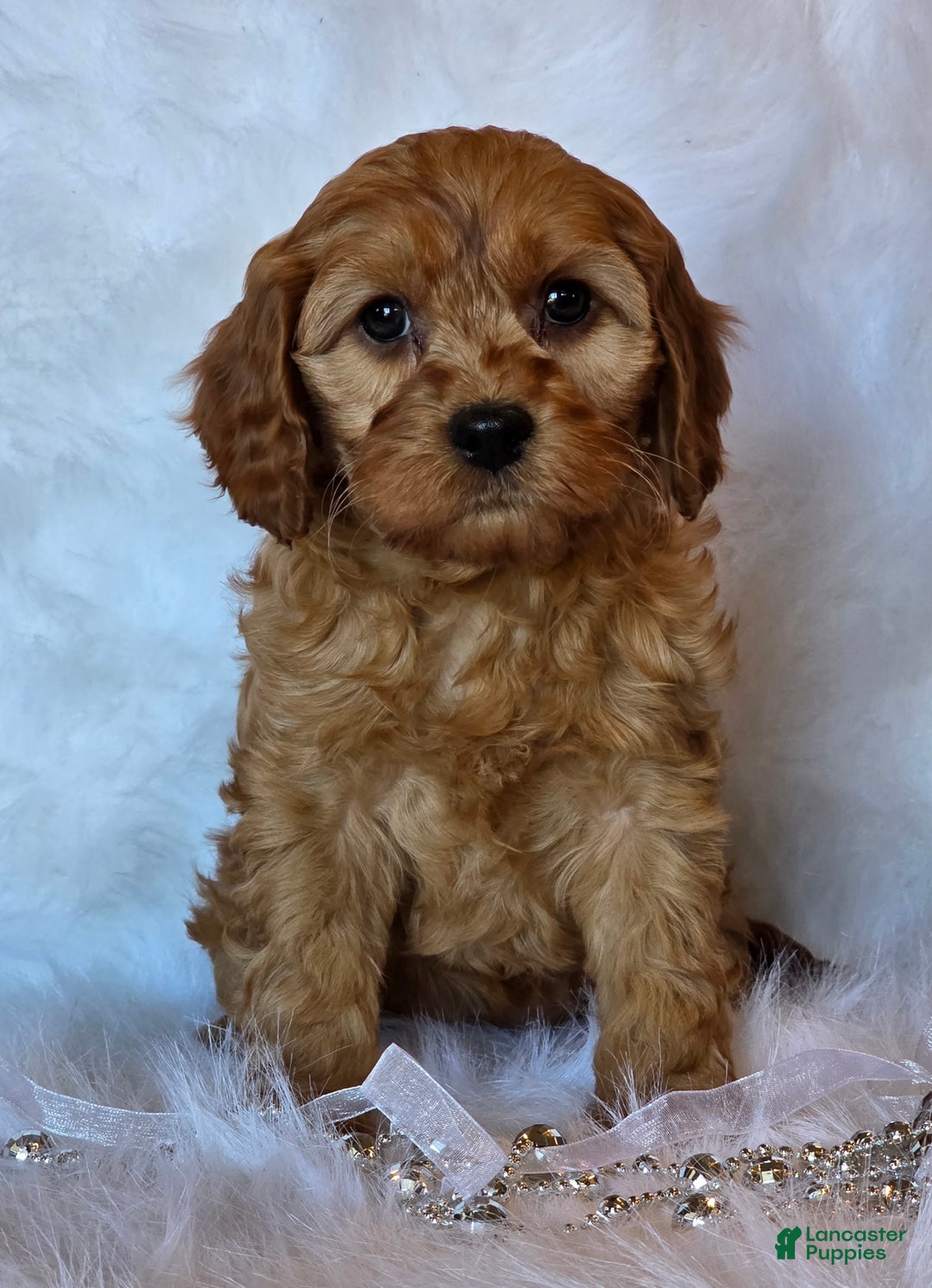 Cavapoo dogs for sale: Bella - Ad 2