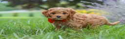 Cavapoo dogs for sale: Rover - Ad 4