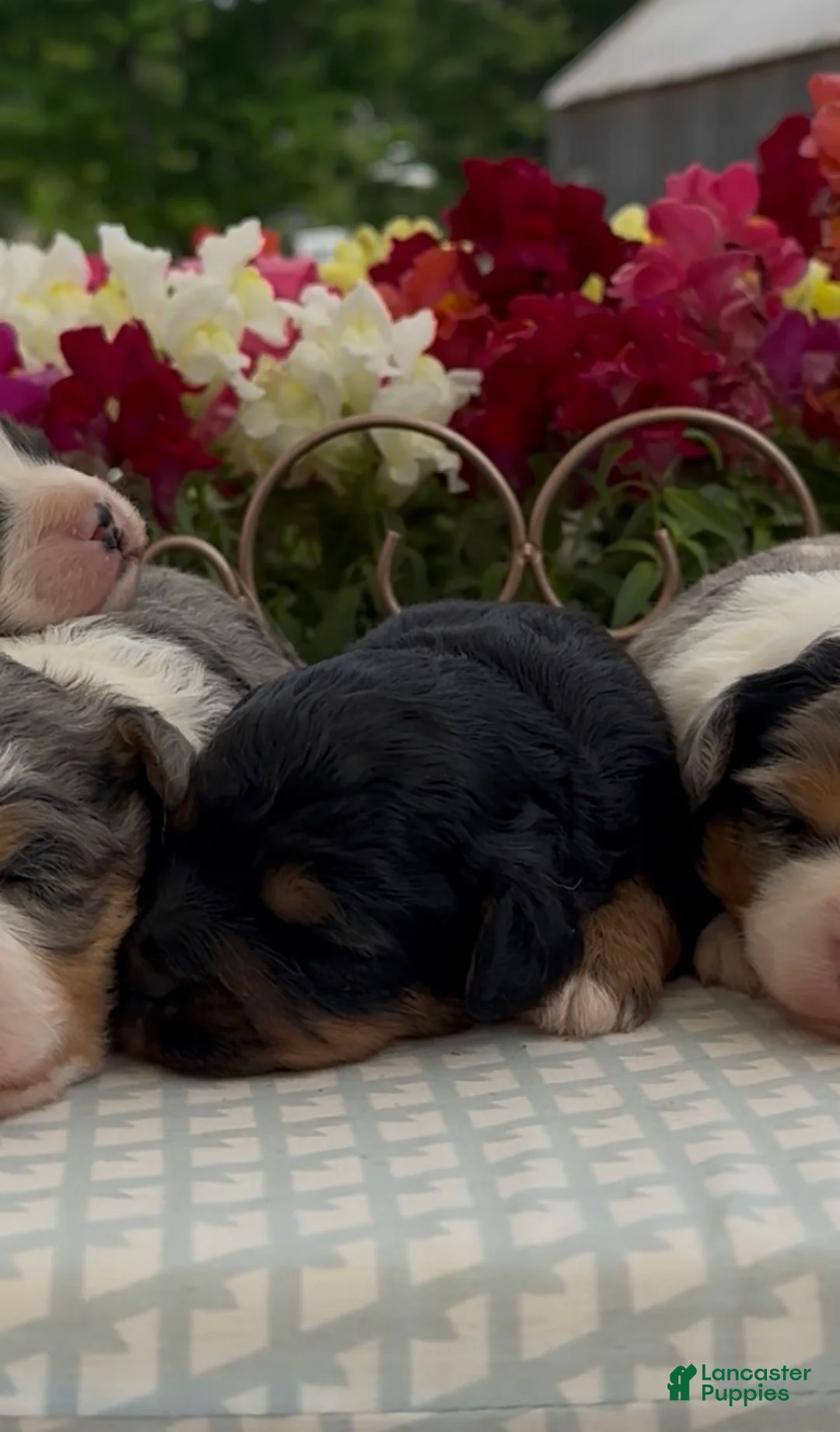 Aussiedoodle dogs for sale: Aussiedoodle Puppy 5 - Ad 2