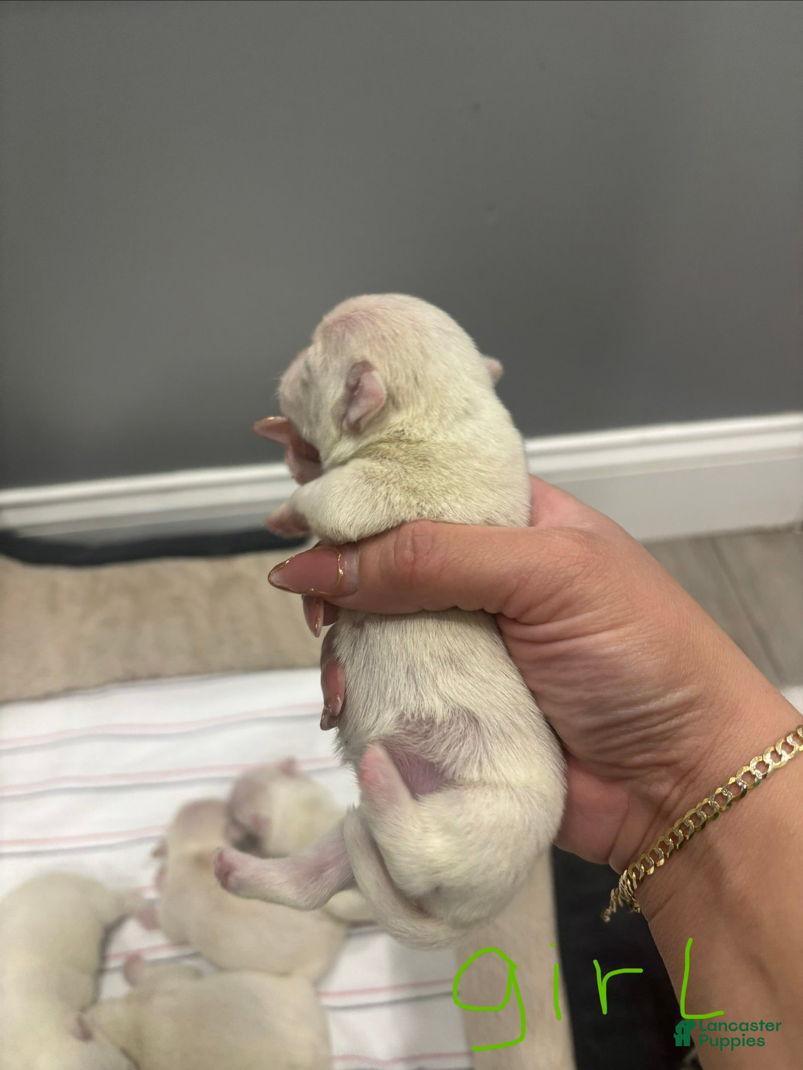 Mixed Breed dogs Mixed Breed Puppy 5 - Ad 17