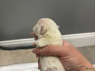 Mixed Breed dogs Mixed Breed Puppy 5 - Ad 17