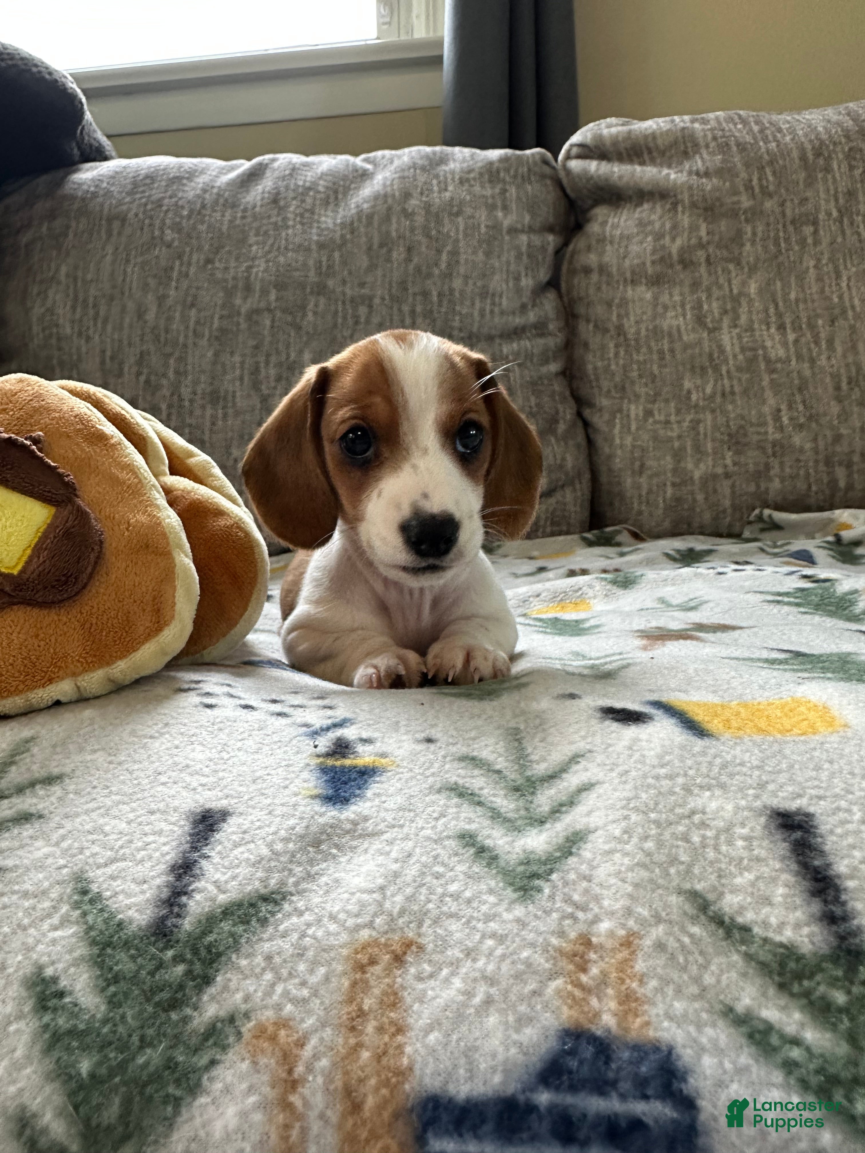 Miniature Dachshund dogs Twinkie🎀 - Ad 2