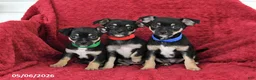 Mixed Breed dogs for sale: Blossom - Ad 3