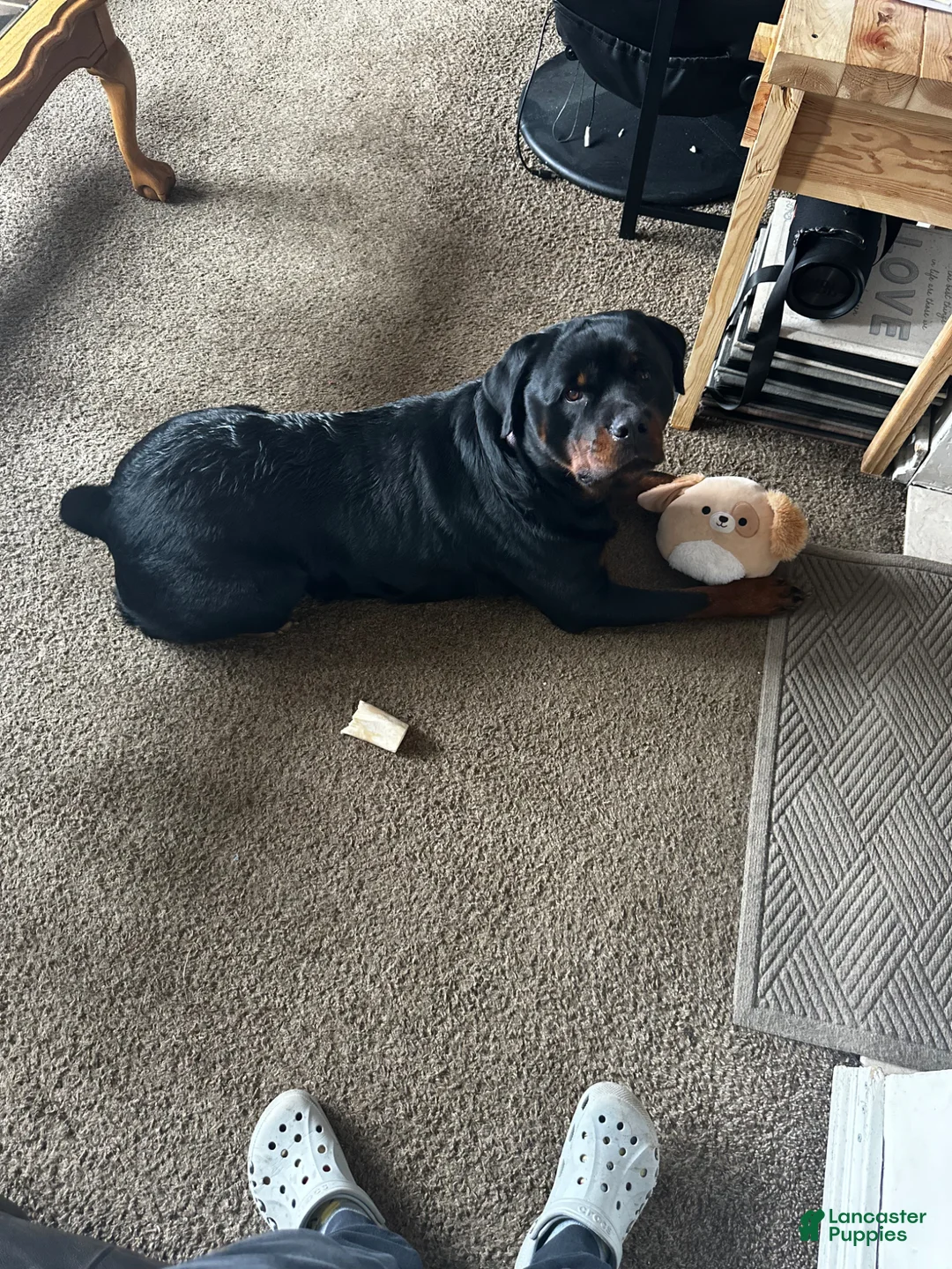 Rottweiler dogs for sale: Rottweiler Puppy 10 - Ad 2