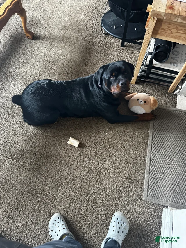 Rottweiler Puppy 1 Rottweiler for sale in Toms River | Lancaster Puppies