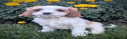 Cavapoo dogs for sale: Mr Benny - Ad 13