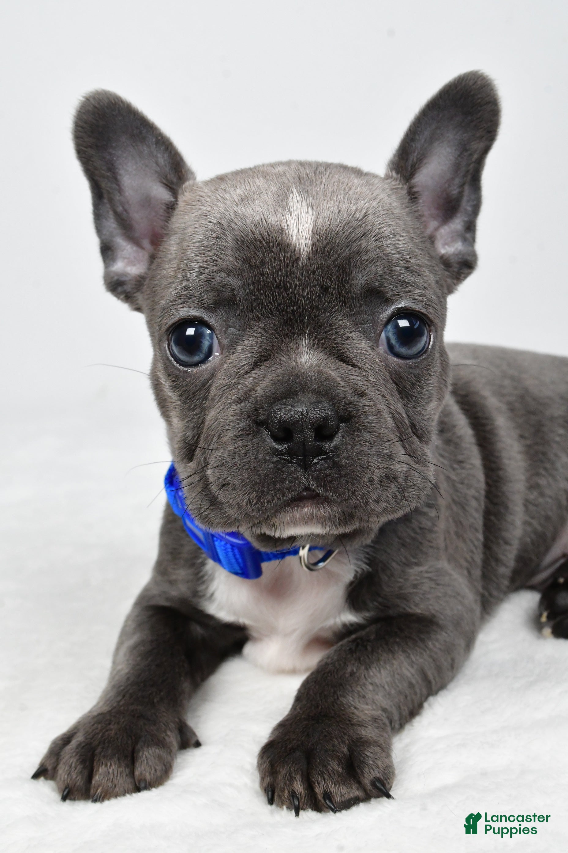 Mixed Breed dogs Freddy - Ad 2