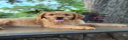 Mini Goldendoodle dogs for sale: Mini Goldendoodle 2 - Ad 9