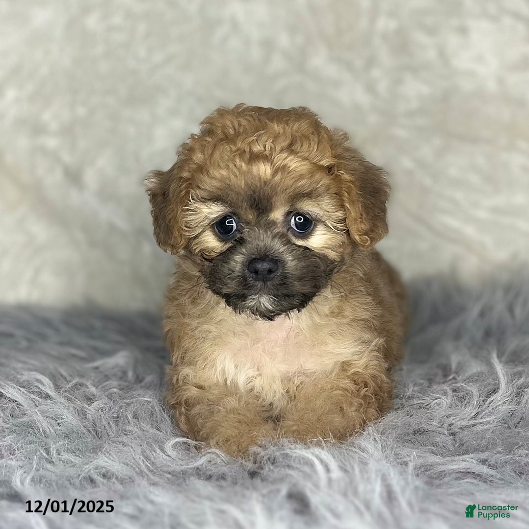Shihpoo dogs for sale: Barb  - Ad 2