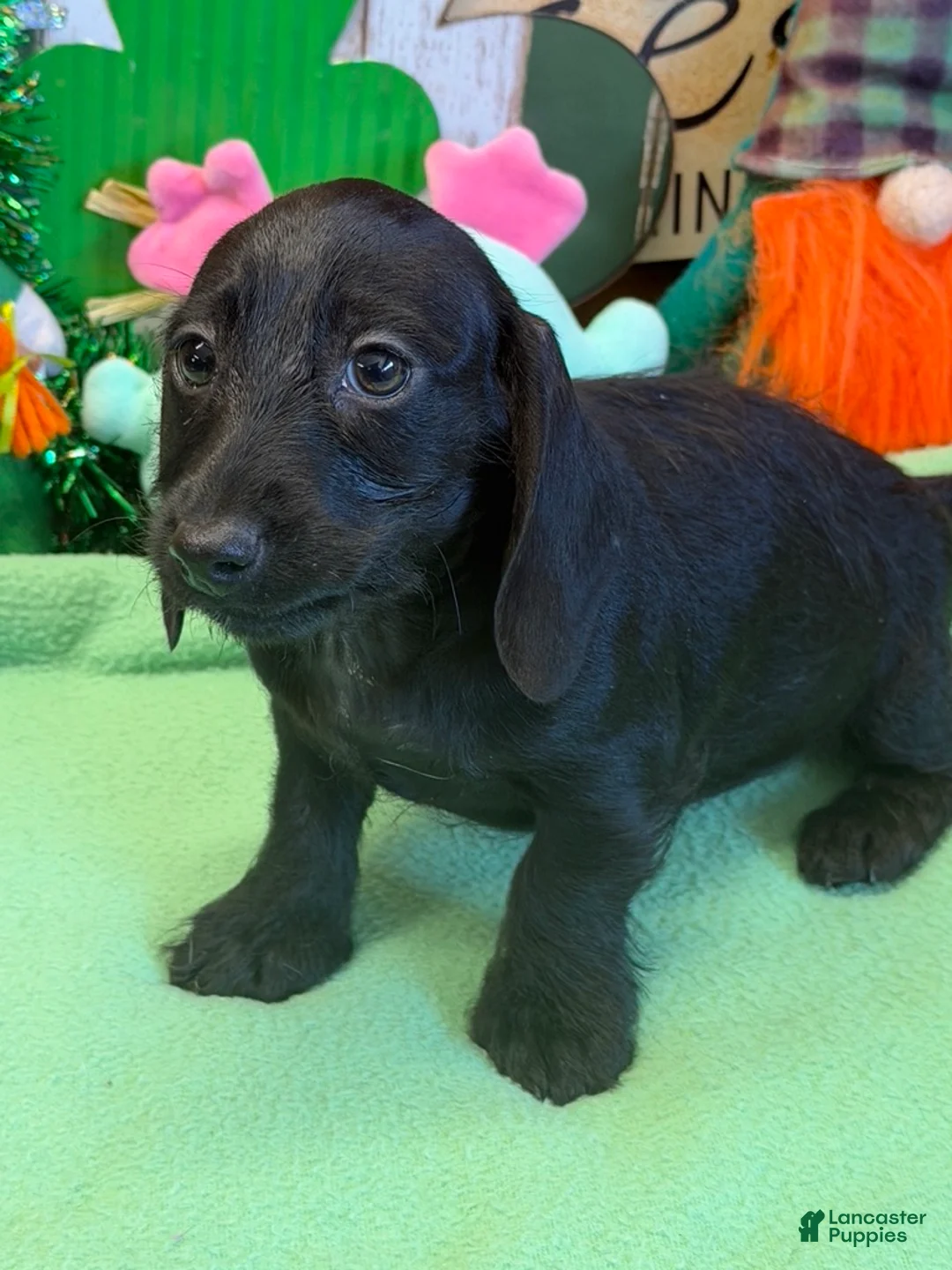 Dachshund dogs for sale: Missy - Ad 1