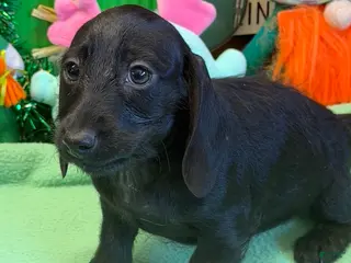 Dachshund dogs Missy - Ad 16