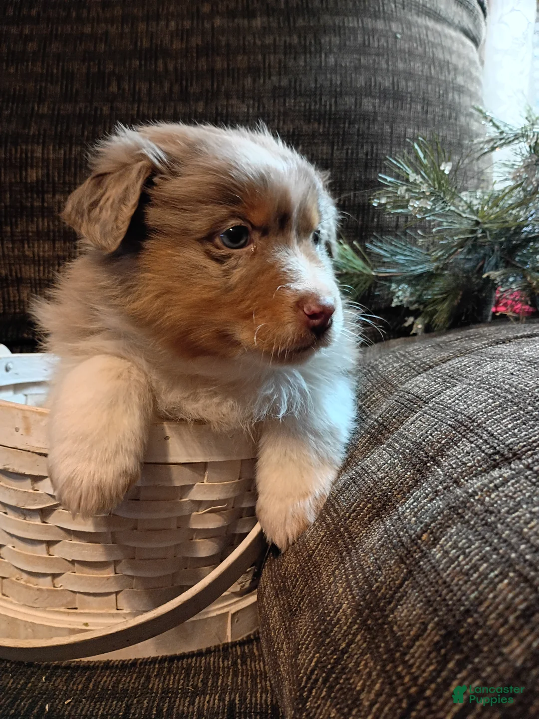 Australian Shepherd dogs for sale: Oscar - Ad 3