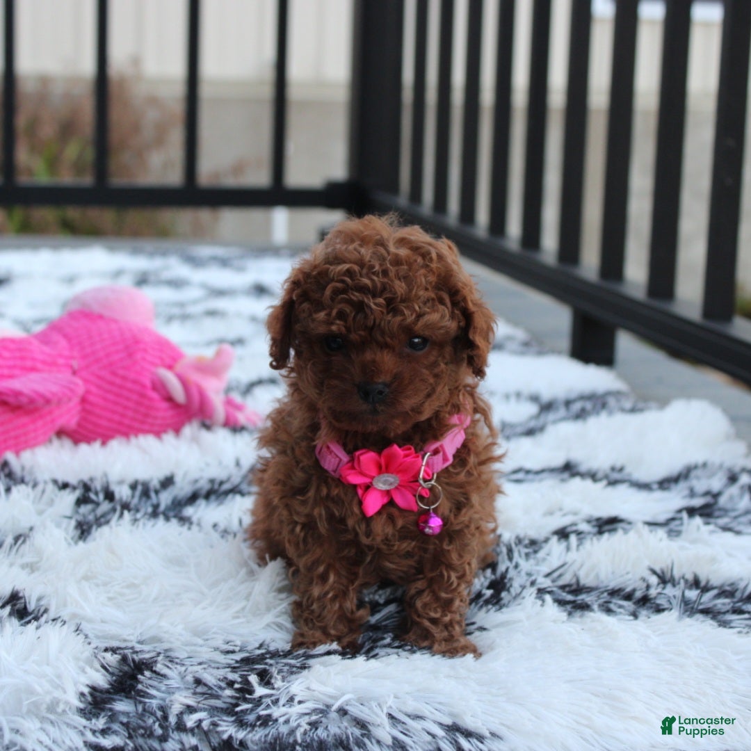 Toy Poodle dogs for sale: Bella - Ad 9