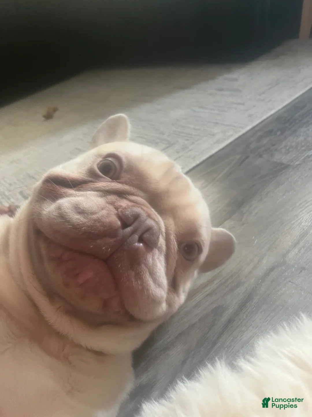 French Bulldog dogs for stud: Benny(stud) - Ad 2
