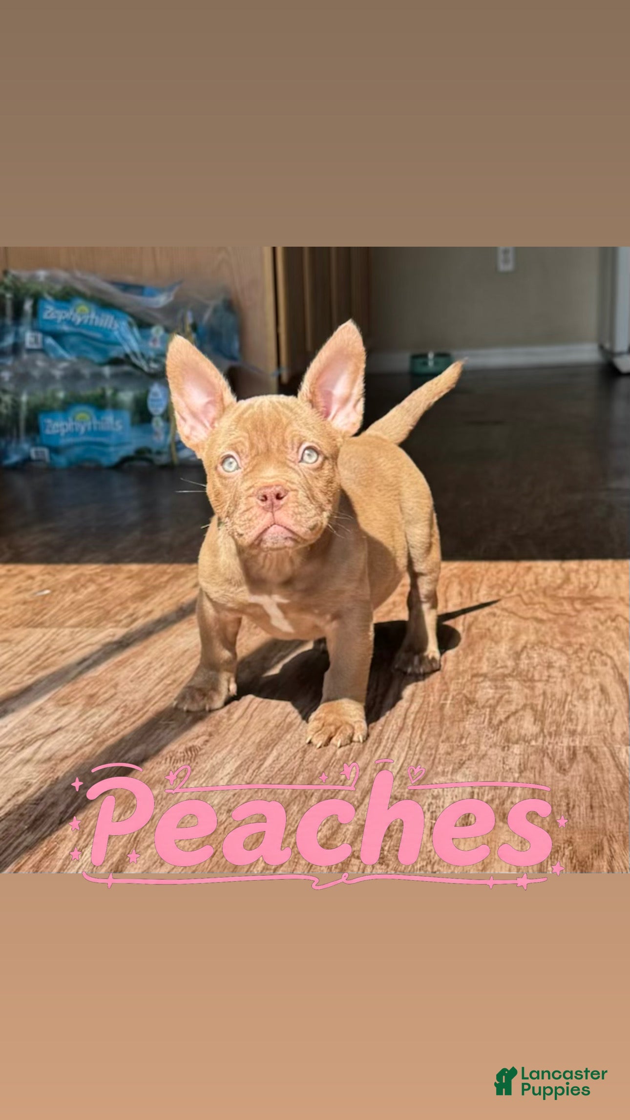 American Bully dogs for sale: Peaches - Ad 4