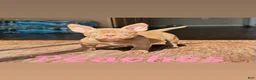 American Bully dogs for sale: Peaches - Ad 1