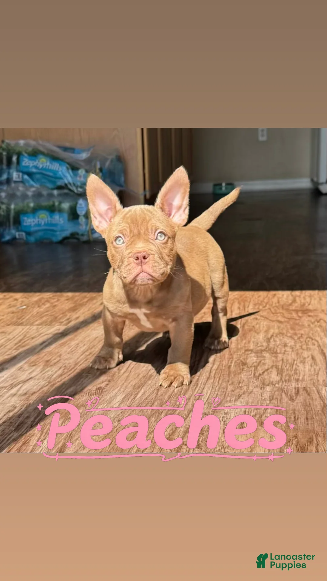 American Bully dogs for sale: Peaches - Ad 1