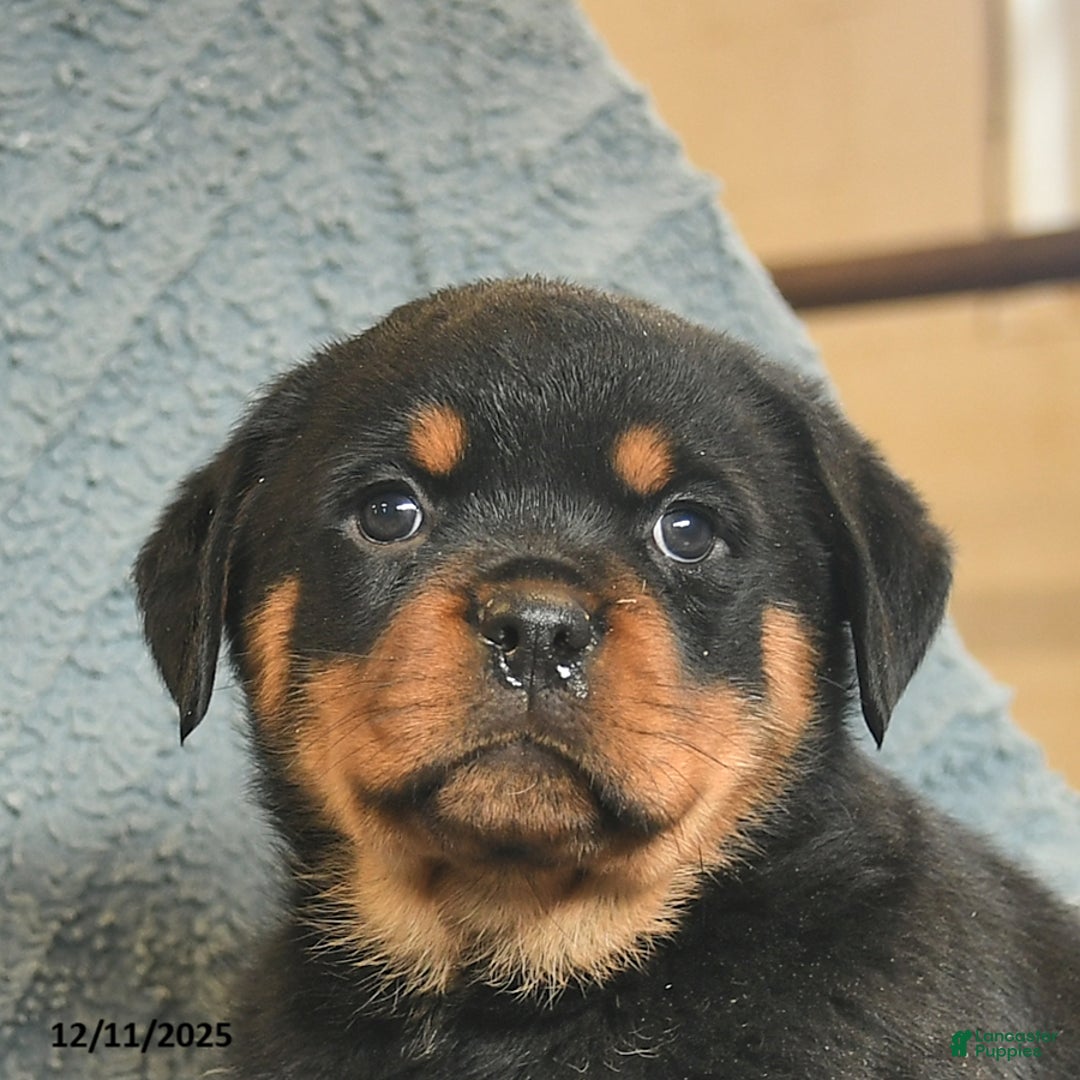 Rottweiler dogs for sale: Rusty  - Ad 5
