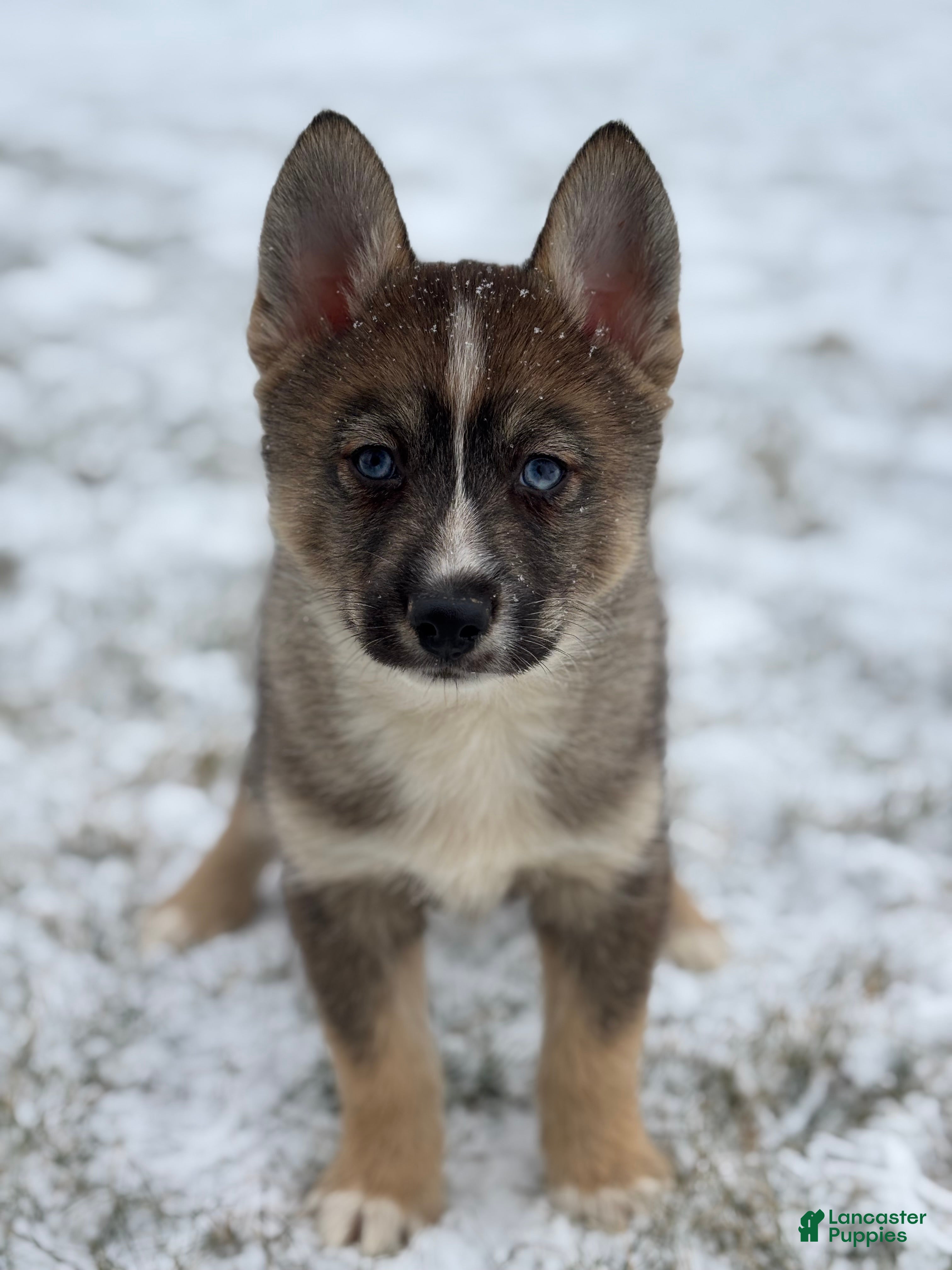 Pomsky dogs Glen - Ad 4