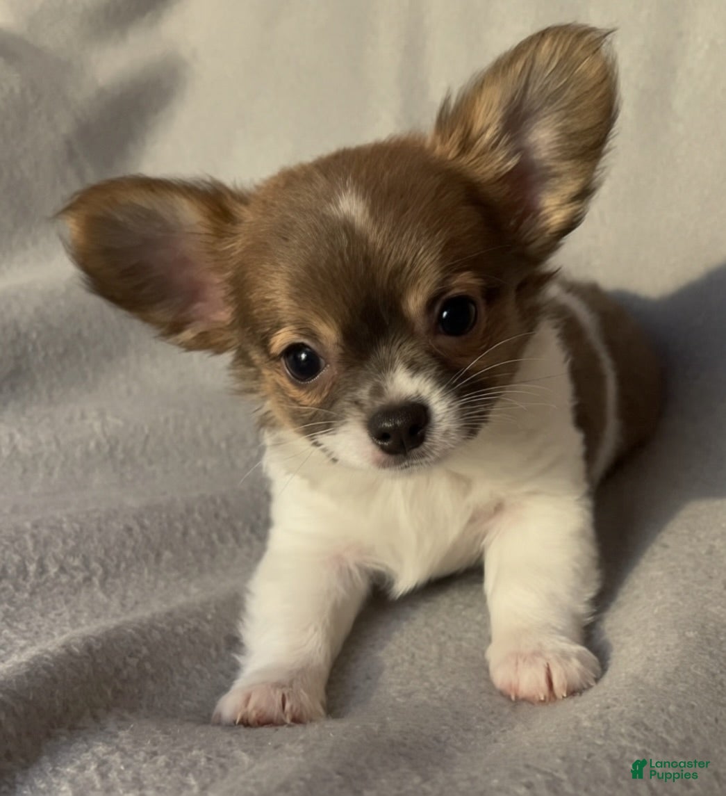 Chihuahua dogs Lil Margarita  - Ad 2