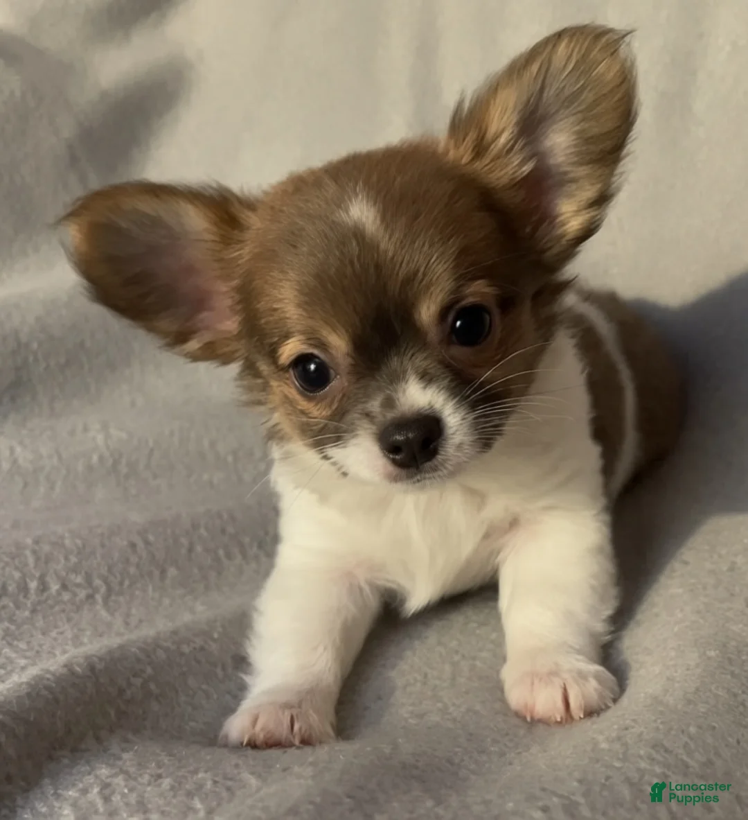 Chihuahua dogs for sale: Lil Margarita  - Ad 2